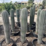 Kardón obrovský (Pachycereus pringlei) ´3v1´ - výška 140-160 cm, kont.C50L (-4°C) - STARÝ A VZÁCNY EXEMPLÁR 
